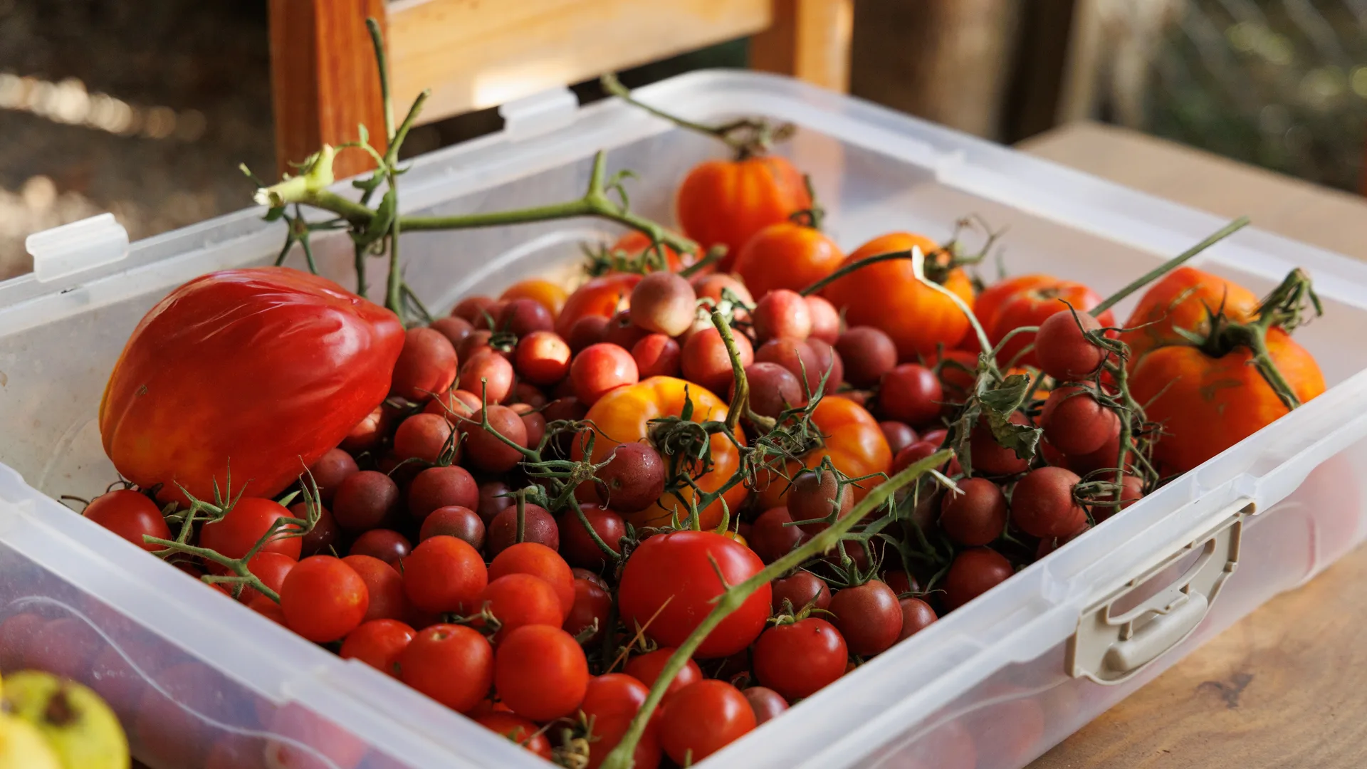 A crate overflowing with freshly harvested homegrown tomatoes
